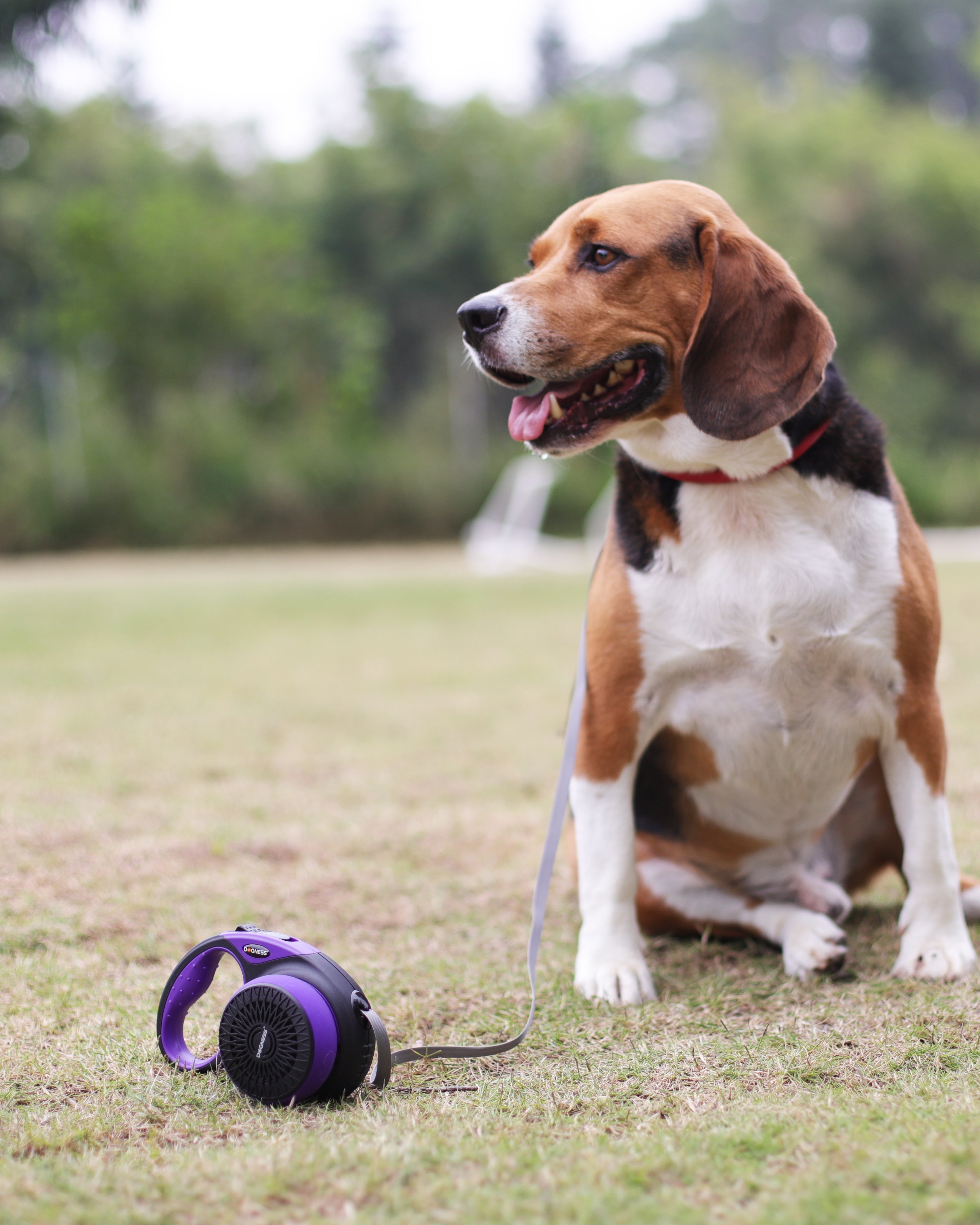 How Dogness Retractable Leashes Can Make Walking Your Dog Easier