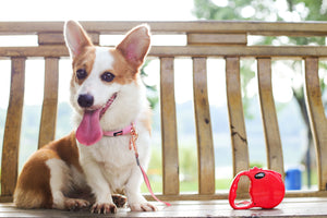 Modern Retractable Leash - DOGNESS Group